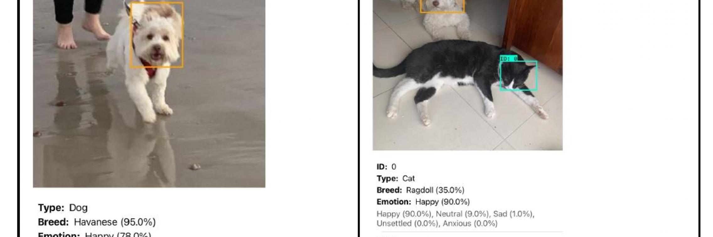 Happy Pets App - images of dog running and cat and dog sitting together