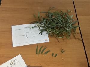 Gum leaves