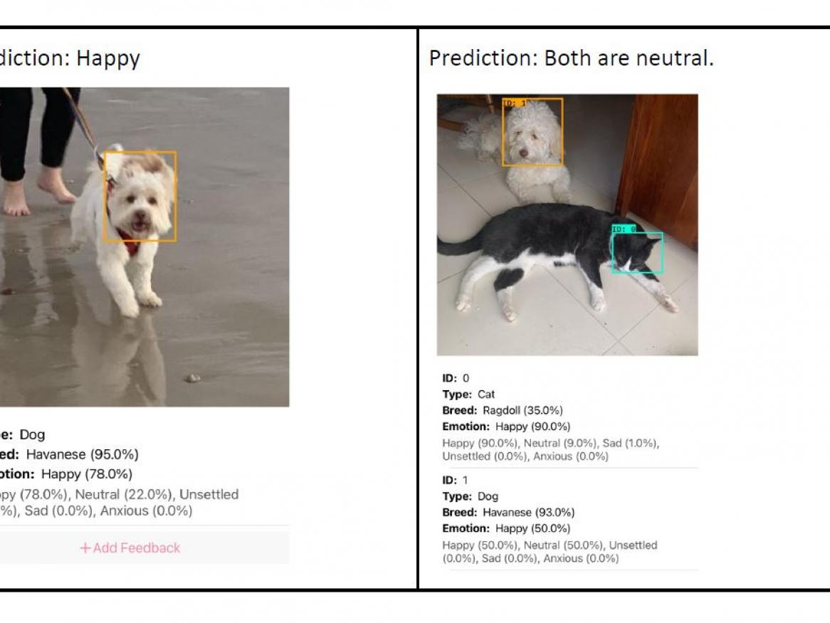 Happy Pets App - images of dog running and cat and dog sitting together