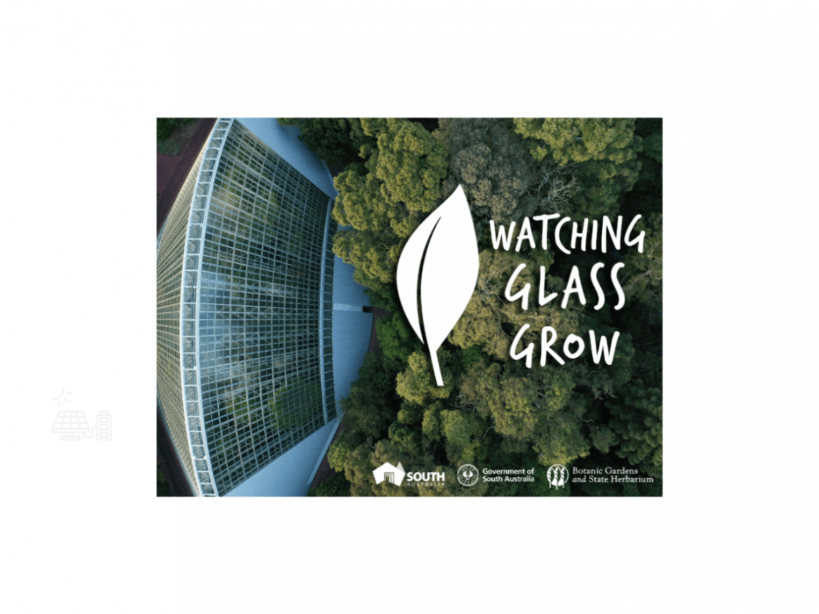 Watching Glass Grow
